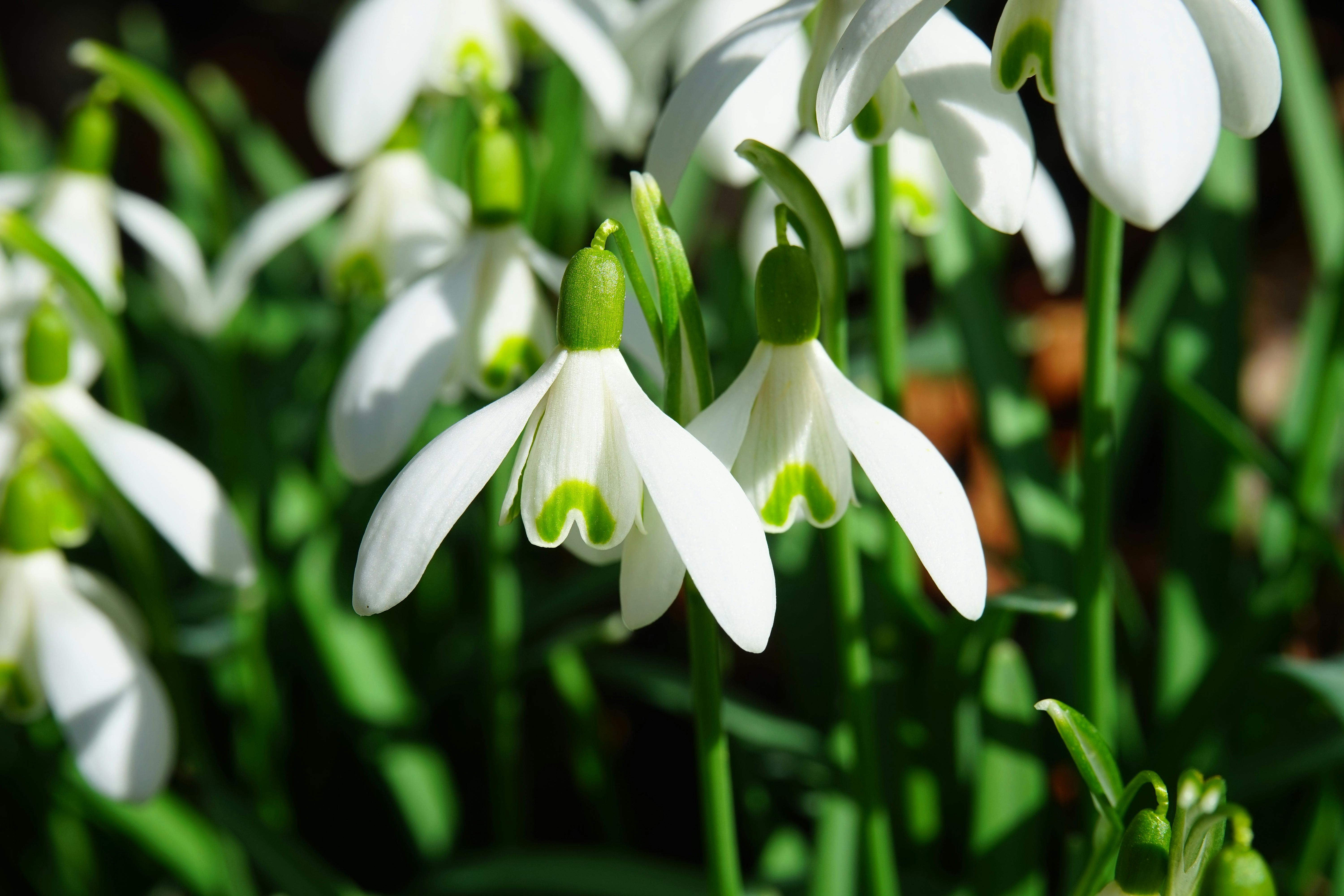 Frühlingserwachen